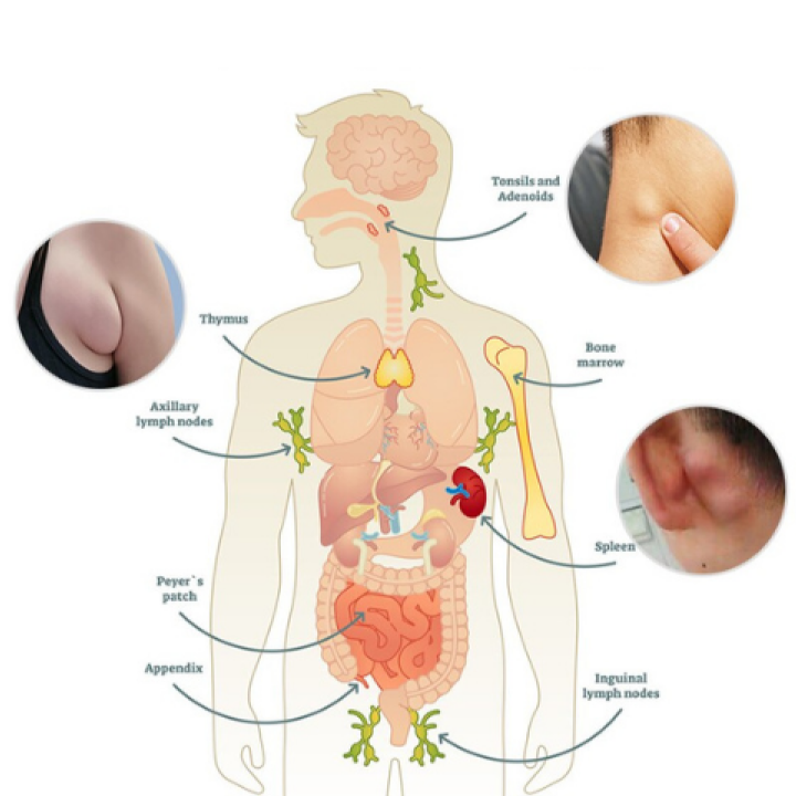 Huile de Gingembre pour Drainage Lymphatique - Promotion Dernier Jour